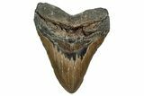 Fossil Megalodon Tooth - North Carolina #350596-1